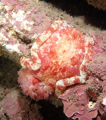 Hexabranchus