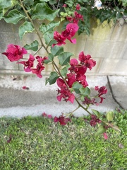Bougainvillea