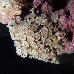 Palythoa heliodiscus