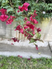 Bougainvillea