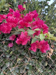 Bougainvillea