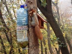 Sciurus vulgaris