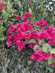 Bougainvillea
