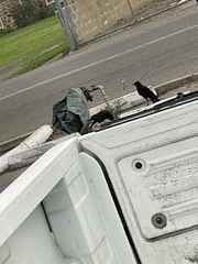 Corvus brachyrhynchos