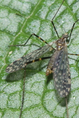 Amphineurus bicinctus