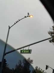 Columba livia domestica