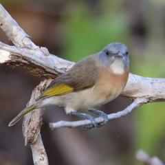 Rufous-Banded Honeyeater photo 3
