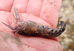 Alpheus novaezealandiae