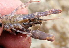 Alpheus novaezealandiae