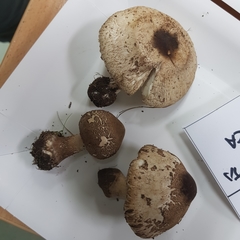 Macrolepiota phaeodisca