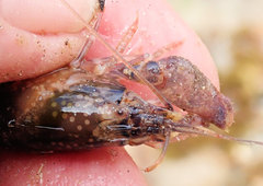 Alpheus novaezealandiae