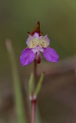 Collinsia sparsiflora