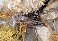 Alpheus novaezealandiae