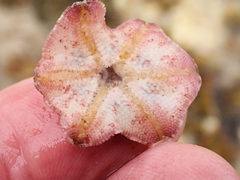 Meridiastra medius