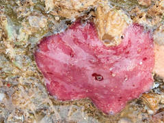 Meridiastra medius