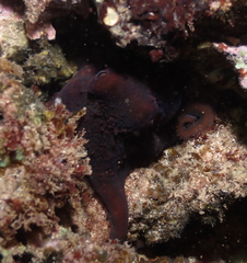Octopus hawaiiensis