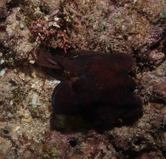 Octopus hawaiiensis