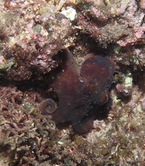 Octopus hawaiiensis