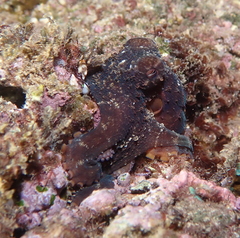 Octopus hawaiiensis