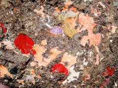 Mexichromis macropus