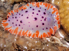 Mexichromis macropus