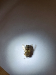 Apis mellifera