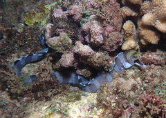 Gymnothorax rueppelliae