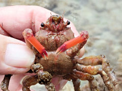 Schizophrys rufescens