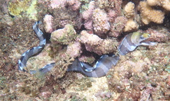 Gymnothorax rueppelliae