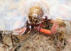 Schizophrys rufescens