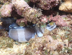 Gymnothorax rueppelliae