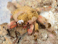 Schizophrys rufescens
