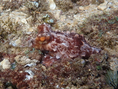 Callistoctopus ornatus