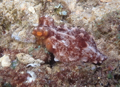 Callistoctopus ornatus