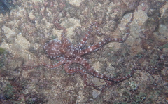 Callistoctopus ornatus