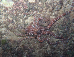 Callistoctopus ornatus
