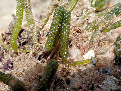 Caulerpa vesiculifera