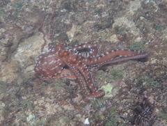 Callistoctopus ornatus