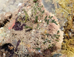 Caulerpa vesiculifera