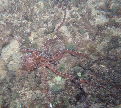 Callistoctopus ornatus