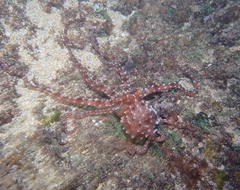 Callistoctopus ornatus