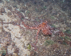 Callistoctopus ornatus