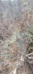 Tamarix aucheriana