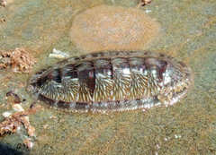 Ischnochiton smaragdinus
