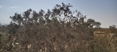 Tamarix aucheriana
