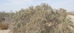 Tamarix aucheriana