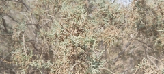 Tamarix aucheriana