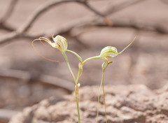 Pterostylis woollsii