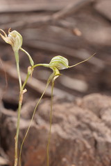 Pterostylis woollsii