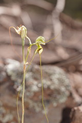 Pterostylis woollsii